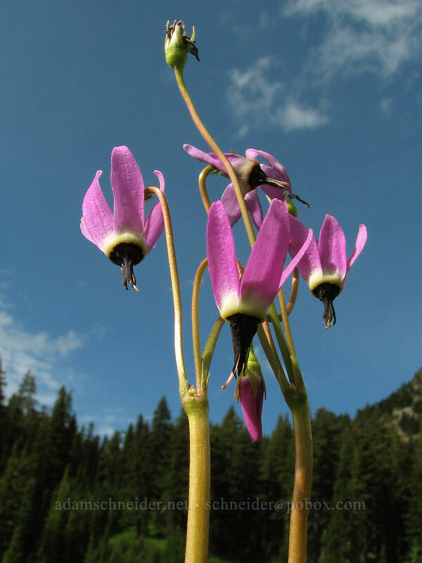 tall mountain shooting stars (Dodecatheon jeffreyi (Primula jeffreyi)) [South Breitenbush River, Jefferson Park, Mt. Jefferson Wilderness, Marion County, Oregon]