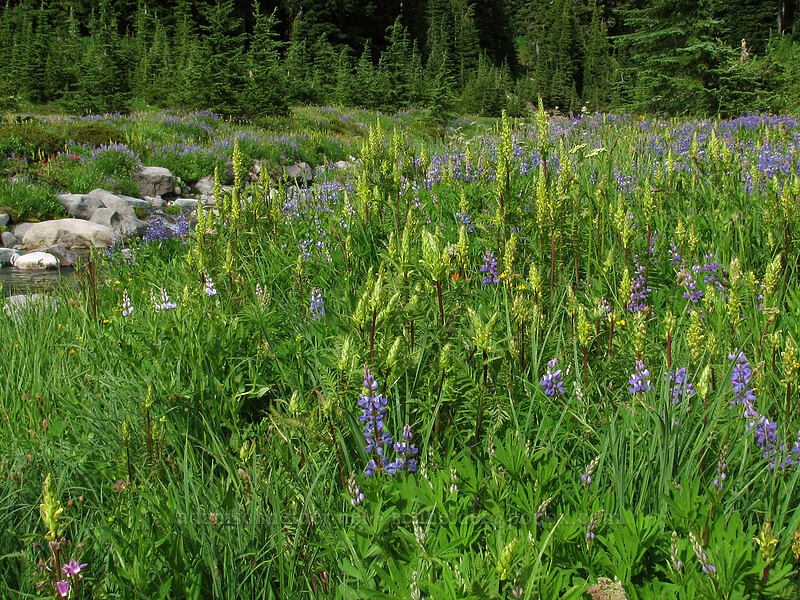 lousewort & lupine (Pedicularis bracteosa, Lupinus latifolius) [South Breitenbush River, Jefferson Park, Mt. Jefferson Wilderness, Marion County, Oregon]