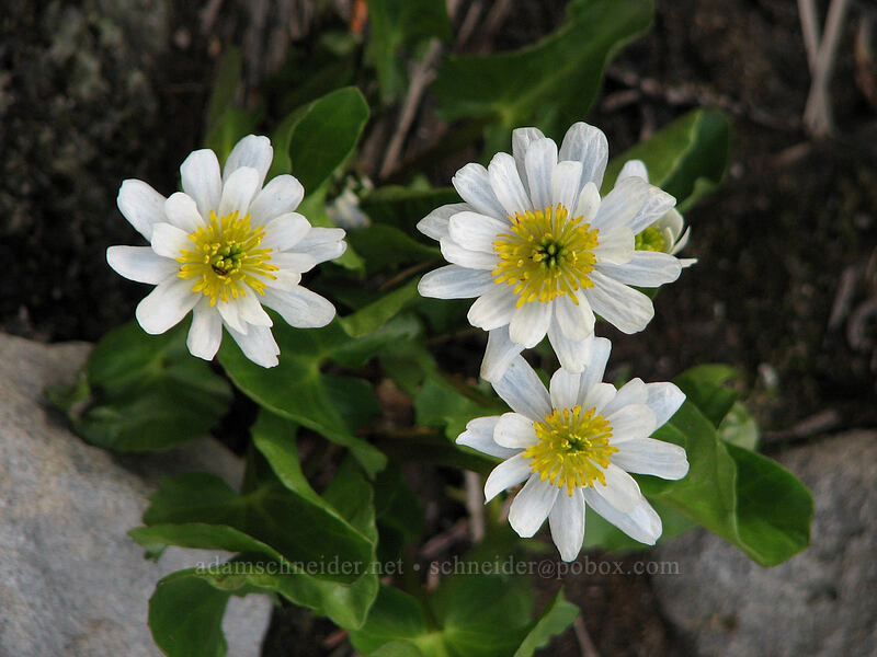 white marsh-marigold (Caltha biflora (Caltha leptosepala var. biflora)) [South Breitenbush River, Jefferson Park, Mt. Jefferson Wilderness, Marion County, Oregon]