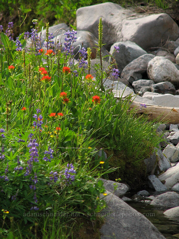 paintbrush & lupine, & lousewort (Castilleja suksdorfii, Lupinus latifolius, Pedicularis bracteosa) [South Breitenbush River, Jefferson Park, Mt. Jefferson Wilderness, Marion County, Oregon]
