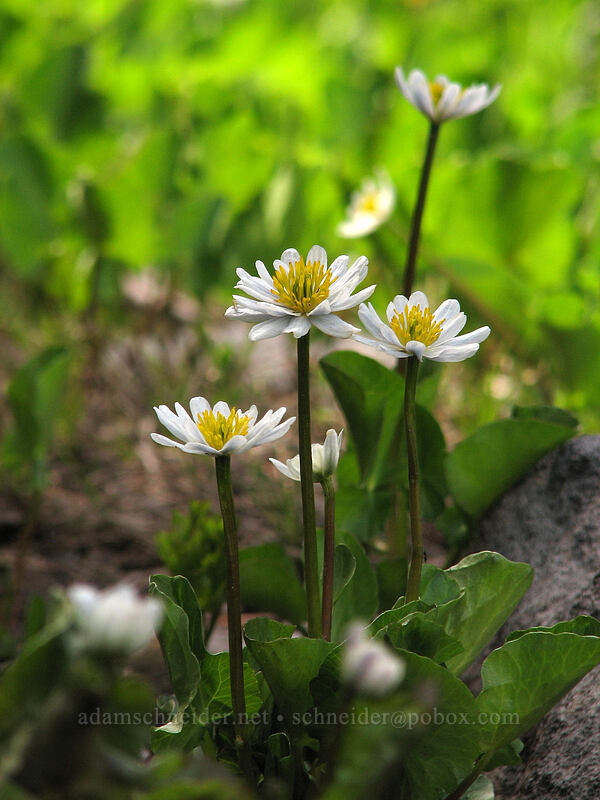 white marsh-marigold (Caltha biflora (Caltha leptosepala var. biflora)) [South Breitenbush River, Jefferson Park, Mt. Jefferson Wilderness, Marion County, Oregon]