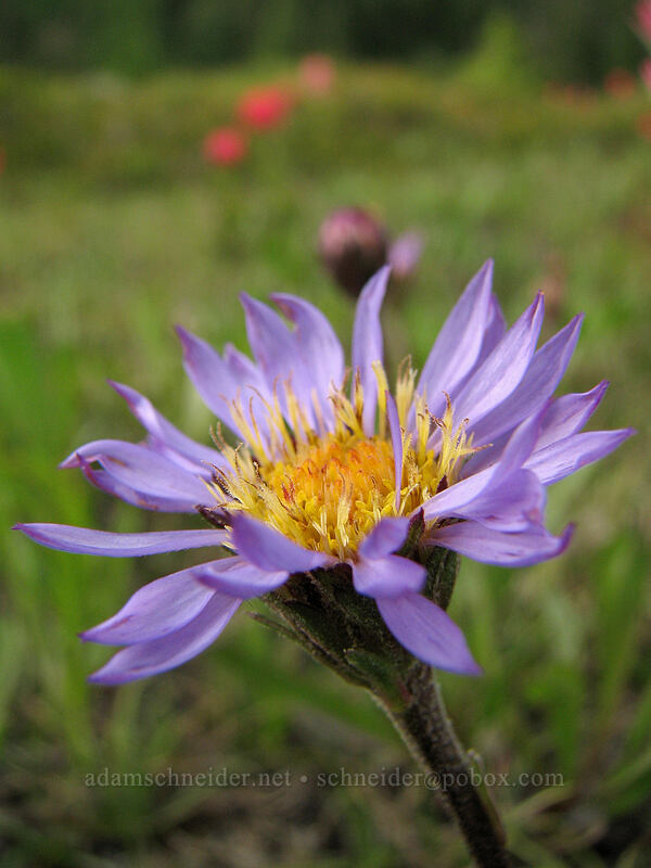 tundra aster (Oreostemma alpigenum var. alpigenum (Aster alpigenus)) [PCT, Jefferson Park, Mt. Jefferson Wilderness, Marion County, Oregon]