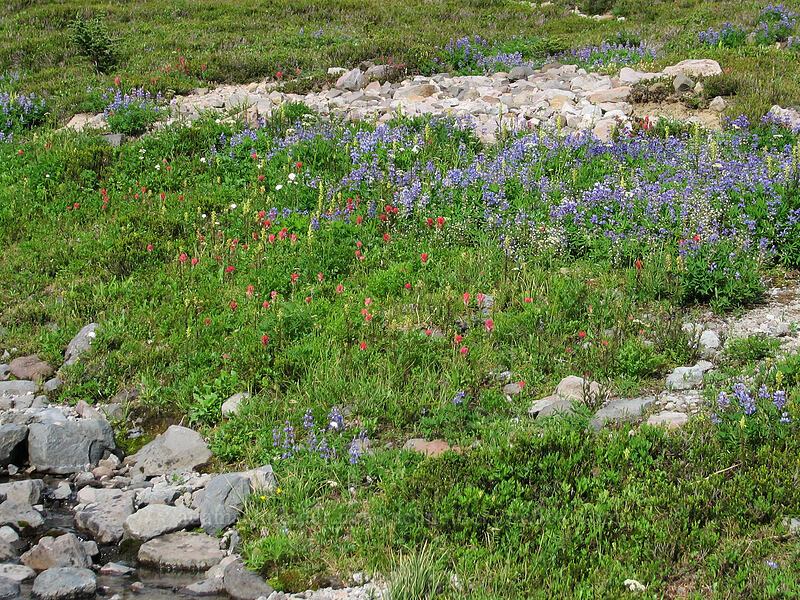wildflowers (Lupinus latifolius, Castilleja parviflora var. oreopola, Pedicularis bracteosa, Valeriana sitchensis) [Pacific Crest Trail, Mt. Jefferson Wilderness, Marion County, Oregon]