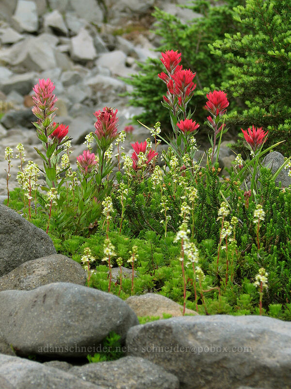 magenta paintbrush & partridgefoot (Castilleja parviflora var. oreopola, Luetkea pectinata) [Pacific Crest Trail, Mt. Jefferson Wilderness, Marion County, Oregon]
