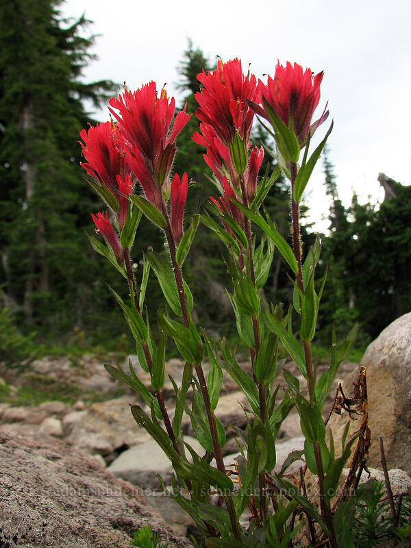 magenta paintbrush (Castilleja parviflora var. oreopola) [Pacific Crest Trail, Mt. Jefferson Wilderness, Marion County, Oregon]
