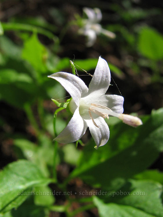 Scouler's bluebell (Campanula scouleri) [Bald Mountain, Mt. Hood Wilderness, Clackamas County, Oregon]