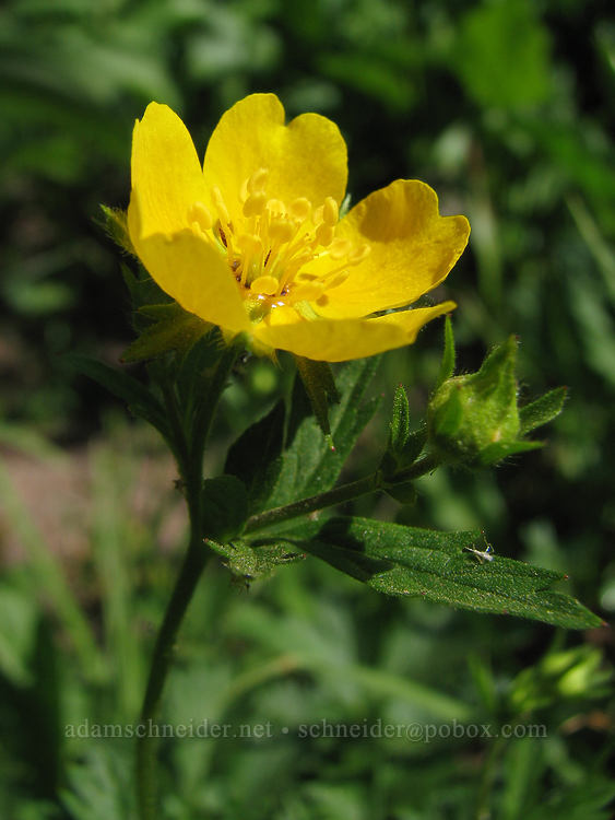 cinquefoil (Potentilla flabellifolia) [Bald Mountain Ridge, Mt. Hood Wilderness, Hood River County, Oregon]