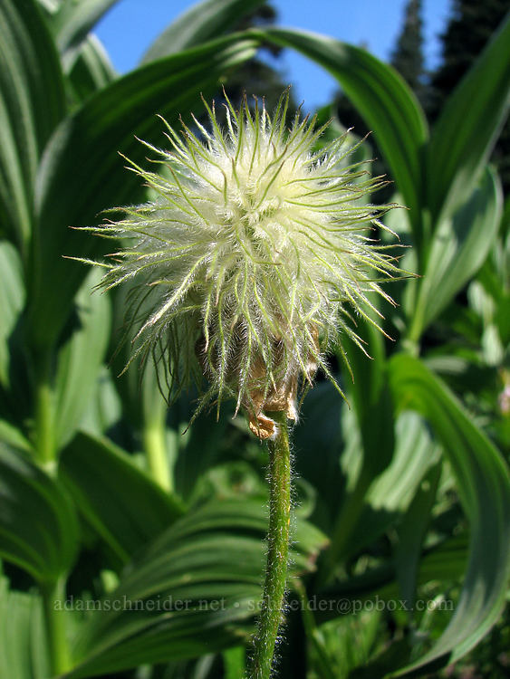 western pasqueflower seedhead (Anemone occidentalis (Pulsatilla occidentalis)) [Bald Mountain Ridge, Mt. Hood Wilderness, Hood River County, Oregon]