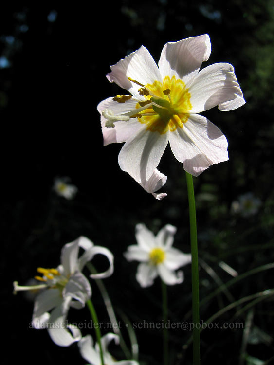 avalanche lilies (Erythronium montanum) [Timberline Trail, Mt. Hood Wilderness, Hood River County, Oregon]