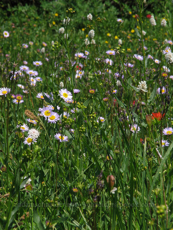 wildflowers [Timberline Trail, Mt. Hood Wilderness, Hood River County, Oregon]