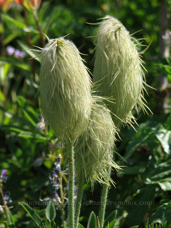 western pasqueflower seedheads (Anemone occidentalis (Pulsatilla occidentalis)) [McNeil Point Trail, Mt. Hood Wilderness, Hood River County, Oregon]