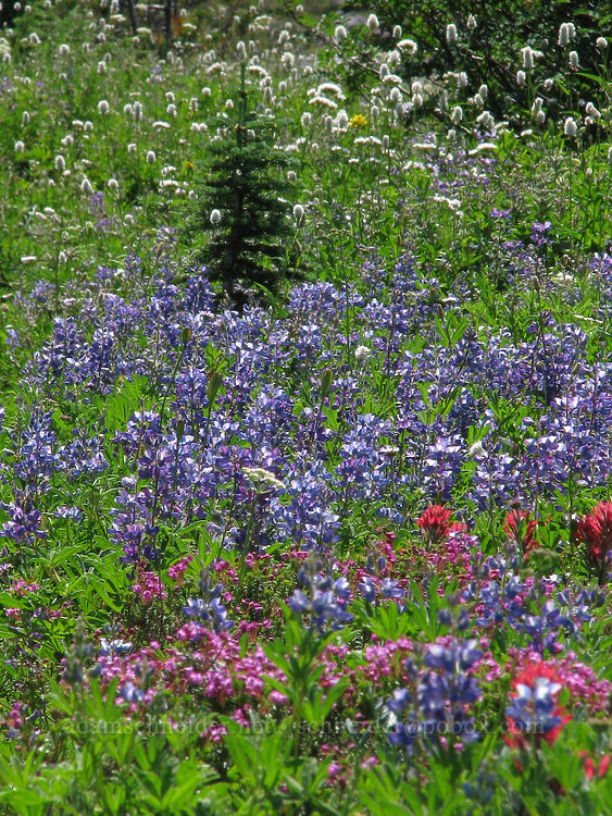 wildflowers [McNeil Point Trail, Mt. Hood Wilderness, Hood River County, Oregon]