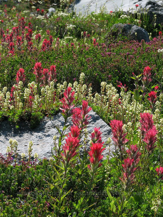 magenta paintbrush & partridgefoot (Castilleja parviflora var. oreopola, Luetkea pectinata) [McNeil Point Trail, Mt. Hood Wilderness, Hood River County, Oregon]