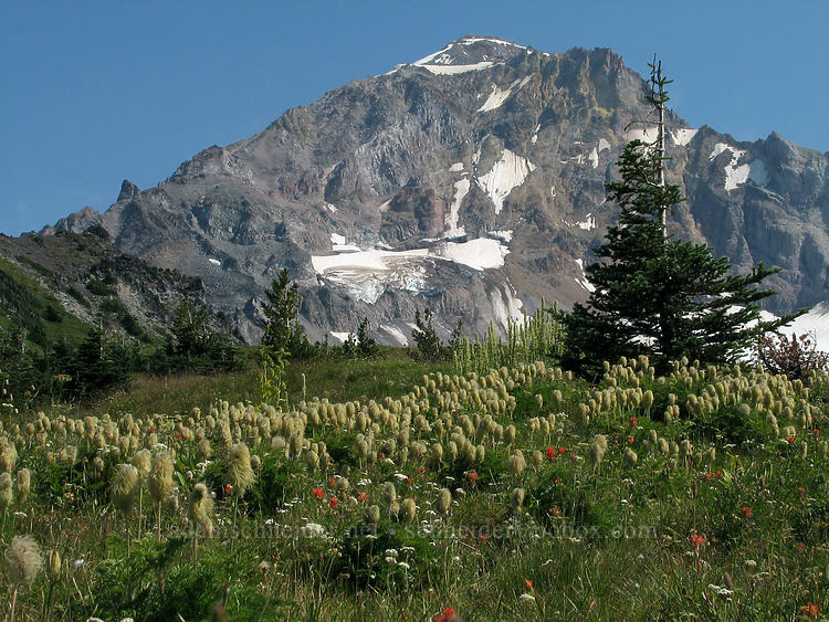 Mount Hood & western pasqueflower (Anemone occidentalis (Pulsatilla occidentalis)) [McNeil Point, Mt. Hood Wilderness, Clackamas County, Oregon]