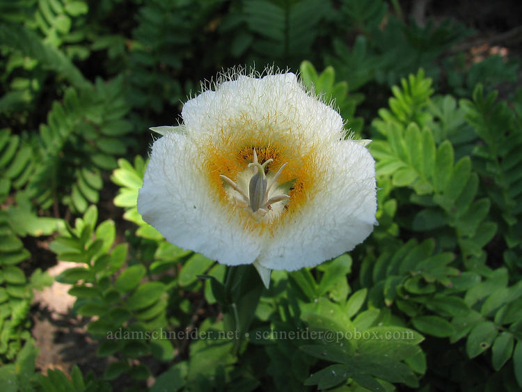 subalpine mariposa lily (Calochortus subalpinus) [McNeil Point Scramble Trail, Mt. Hood Wilderness, Clackamas County, Oregon]