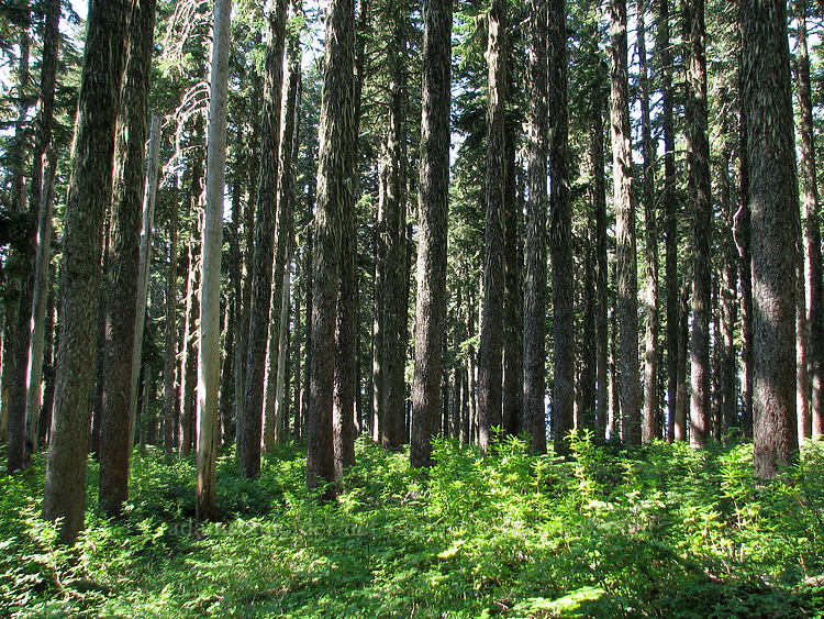 lichen-covered hemlocks [Bald Mountain Ridge, Mt. Hood Wilderness, Hood River County, Oregon]