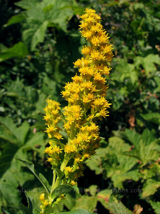 goldenrod (Solidago sp.) [Bald Mountain, Mt. Hood Wilderness, Clackamas County, Oregon]