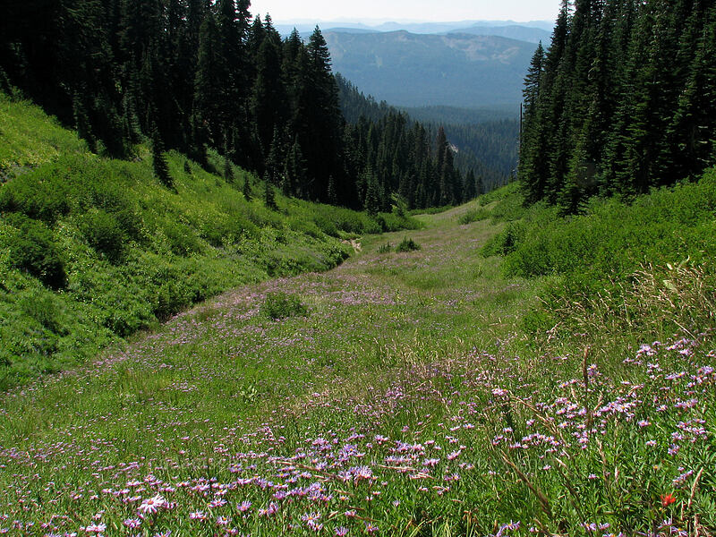 Cascade asters (Doellingeria ledophylla (Eucephalus ledophyllus) (Aster ledophyllus)) [Paradise Park, Mt. Hood Wilderness, Clackamas County, Oregon]