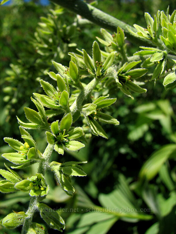 green false hellebore (corn lily) (Veratrum viride var. eschscholtzianum (Veratrum eschscholtzii)) [Paradise Park, Mt. Hood Wilderness, Clackamas County, Oregon]