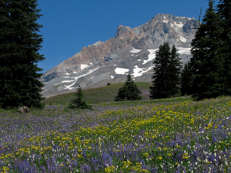 broadleaf lupine, arrowleaf groundsel, western bistort (Lupinus latifolius, Senecio triangularis, Bistorta bistortoides (Polygonum bistortoides)) [Paradise Park, Mt. Hood Wilderness, Clackamas County, Oregon]