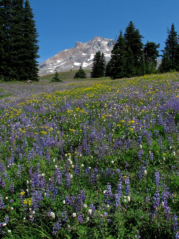 broadleaf lupine, arrowleaf groundsel, western bistort (Lupinus latifolius, Senecio triangularis, Bistorta bistortoides (Polygonum bistortoides)) [Paradise Park, Mt. Hood Wilderness, Clackamas County, Oregon]