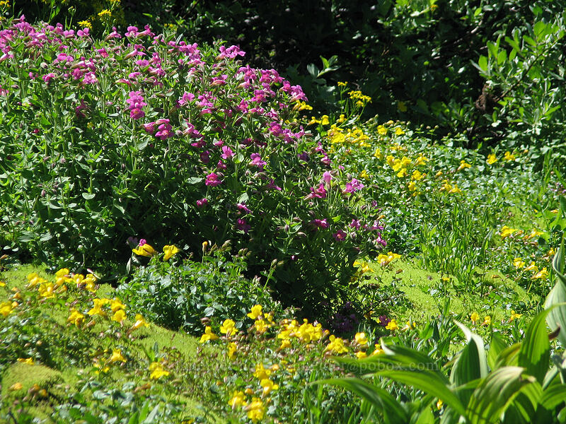 Lewis' monkeyflower & yellow monkeyflower (Erythranthe lewisii (Mimulus lewisii), Erythranthe sp. (Mimulus sp.)) [Paradise Park, Mt. Hood Wilderness, Clackamas County, Oregon]