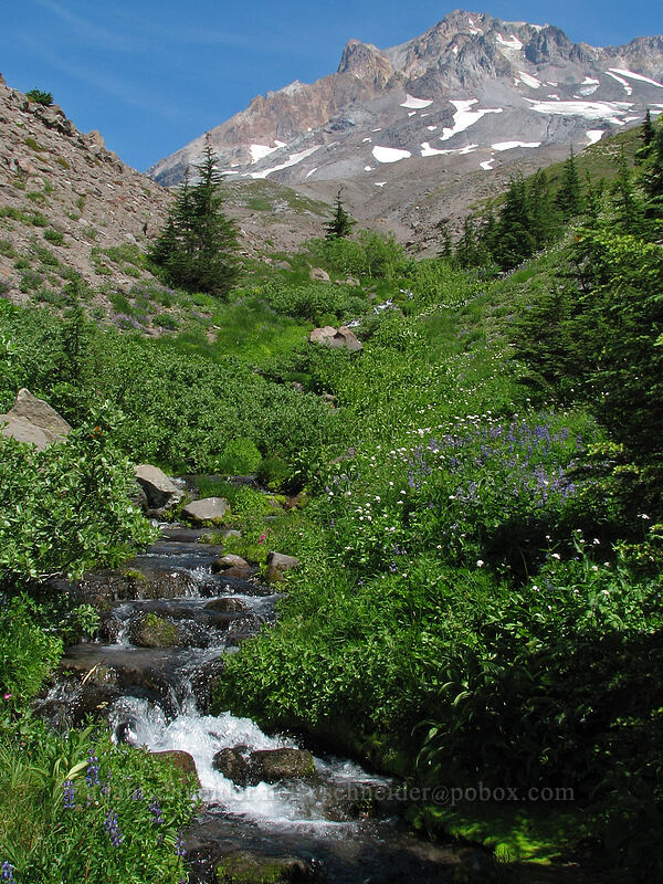 subalpine stream [Paradise Park, Mt. Hood Wilderness, Clackamas County, Oregon]