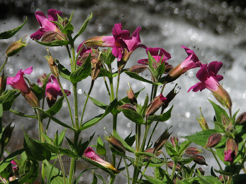 Lewis' monkeyflower (Erythranthe lewisii (Mimulus lewisii)) [Paradise Park, Mt. Hood Wilderness, Clackamas County, Oregon]