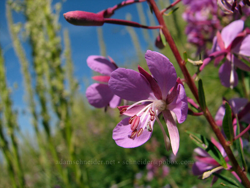 fireweed (Chamerion angustifolium (Chamaenerion angustifolium) (Epilobium angustifolium)) [Paradise Park, Mt. Hood Wilderness, Clackamas County, Oregon]