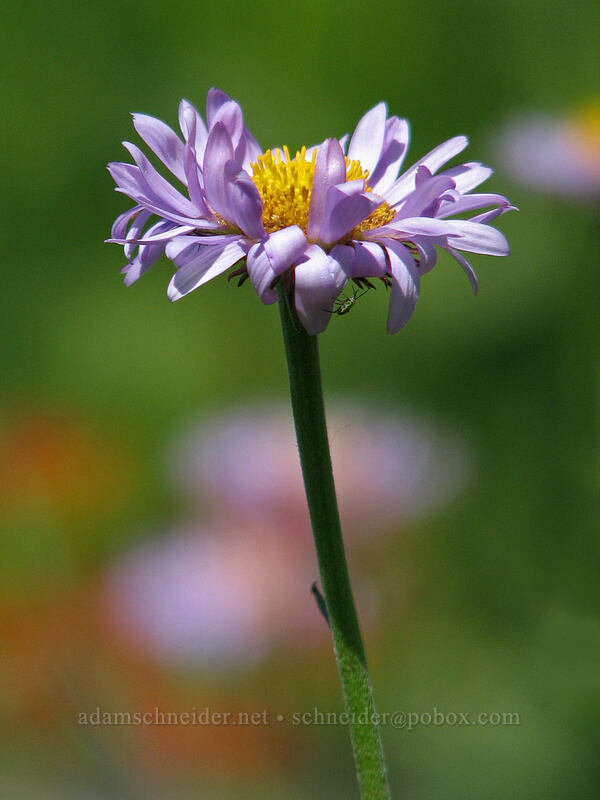 subalpine fleabane (Erigeron glacialis var. glacialis) [Paradise Park, Mt. Hood Wilderness, Clackamas County, Oregon]