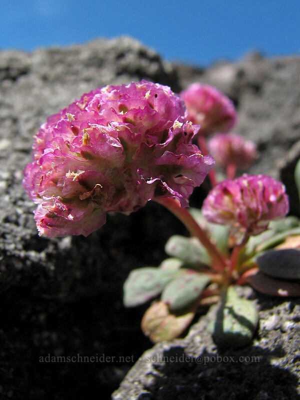 Mt. Hood pussypaws (Calyptridium umbellatum (Cistanthe umbellata)) [Paradise Park, Mt. Hood Wilderness, Clackamas County, Oregon]