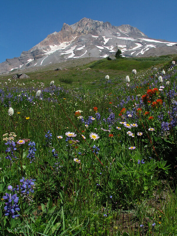Mt. Hood & wildflowers (Lupinus latifolius, Erigeron glacialis var. glacialis, Castilleja suksdorfii, Bistorta bistortoides (Polygonum bistortoides), Ligusticum grayi) [Paradise Park, Mt. Hood Wilderness, Clackamas County, Oregon]