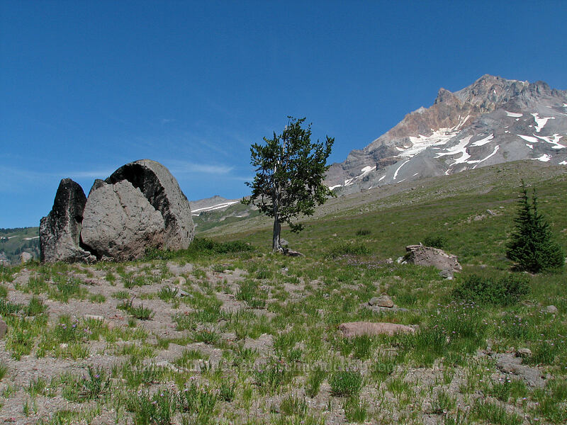 Mount Hood and a big split rock [Paradise Park, Mt. Hood Wilderness, Clackamas County, Oregon]