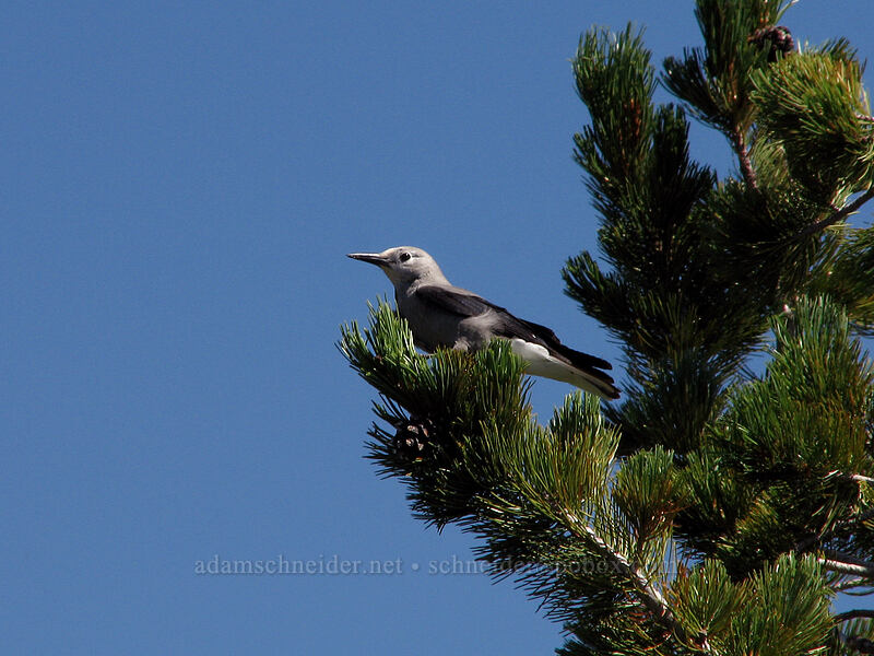 Clark's nutcracker (Nucifraga columbiana) [Paradise Park, Mt. Hood Wilderness, Clackamas County, Oregon]