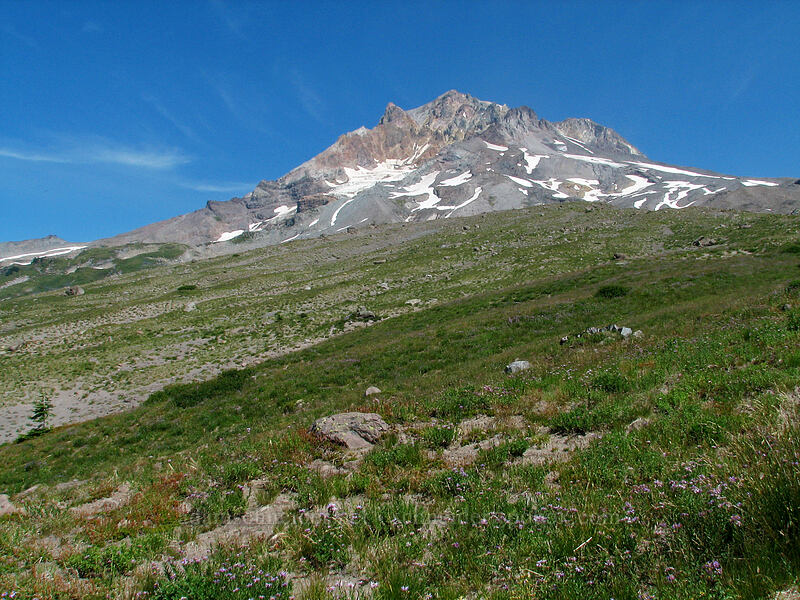 Mount Hood [Paradise Park, Mt. Hood Wilderness, Clackamas County, Oregon]