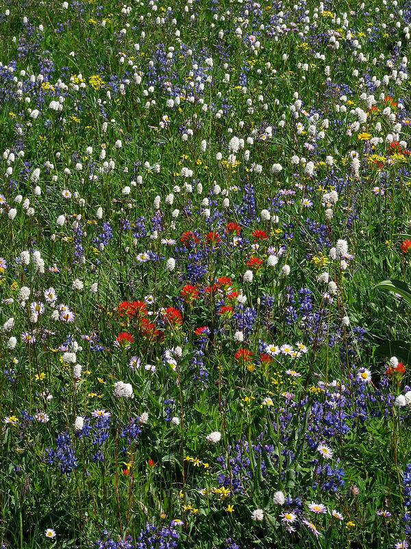 wildflowers (Lupinus latifolius, Castilleja suksdorfii, Bistorta bistortoides (Polygonum bistortoides), Erigeron glacialis var. glacialis, Senecio triangularis) [Paradise Park, Mt. Hood Wilderness, Clackamas County, Oregon]
