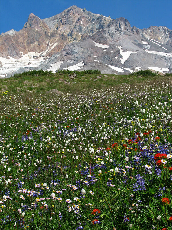 Mt. Hood & wildflowers (Lupinus latifolius, Senecio triangularis, Castilleja suksdorfii, Bistorta bistortoides (Polygonum bistortoides), Erigeron glacialis var. glacialis) [Paradise Park, Mt. Hood Wilderness, Clackamas County, Oregon]