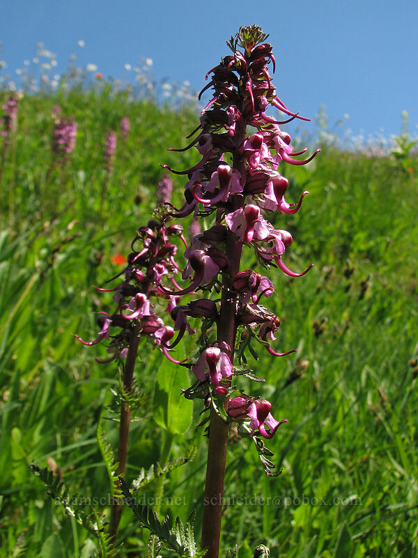 elephant's-head lousewort (Pedicularis groenlandica) [Paradise Park, Mt. Hood Wilderness, Clackamas County, Oregon]