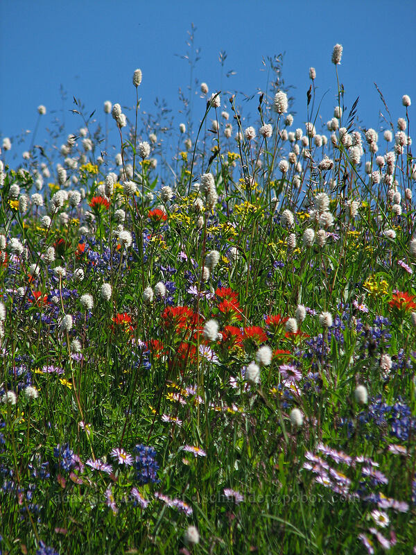 wildflowers (Bistorta bistortoides (Polygonum bistortoides), Castilleja suksdorfii, Senecio triangularis, Erigeron glacialis var. glacialis, Lupinus latifolius) [Paradise Park, Mt. Hood Wilderness, Clackamas County, Oregon]