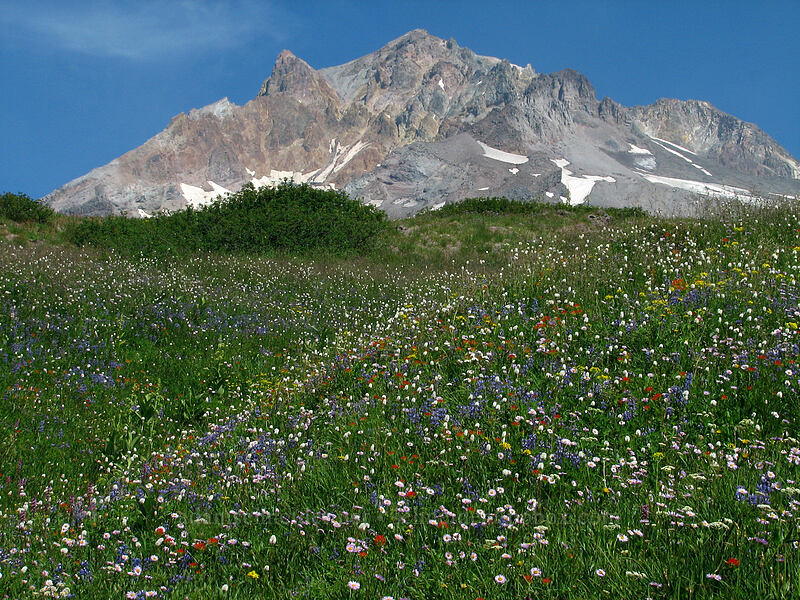 Mount Hood & wildflowers (Lupinus latifolius, Castilleja suksdorfii, Bistorta bistortoides (Polygonum bistortoides), Erigeron glacialis var. glacialis, Senecio triangularis, Veratrum viride var. eschscholtzianum (Veratrum eschscholtzii)) [Paradise Park, Mt. Hood Wilderness, Clackamas County, Oregon]