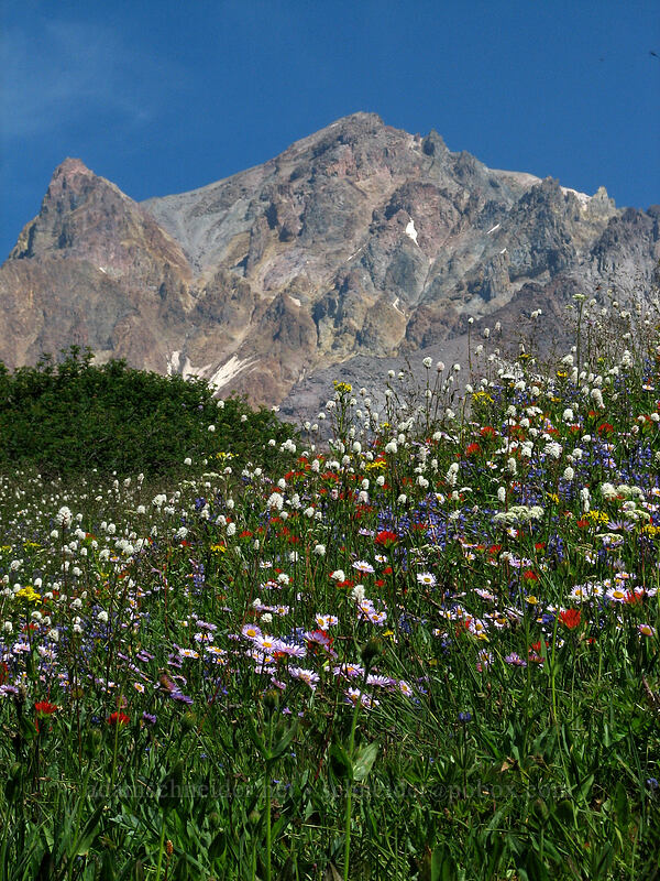 Mount Hood & wildflowers (Erigeron glacialis var. glacialis, Bistorta bistortoides (Polygonum bistortoides), Castilleja suksdorfii, Senecio triangularis, Lupinus latifolius, Arnica sp.) [Paradise Park, Mt. Hood Wilderness, Clackamas County, Oregon]