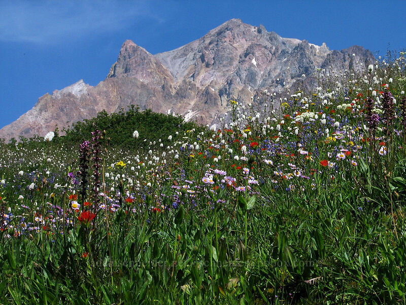 Mount Hood & wildflowers (Erigeron glacialis var. glacialis, Bistorta bistortoides (Polygonum bistortoides), Castilleja suksdorfii, Senecio triangularis, Lupinus latifolius, Pedicularis groenlandica, Arnica sp.) [Paradise Park, Mt. Hood Wilderness, Clackamas County, Oregon]