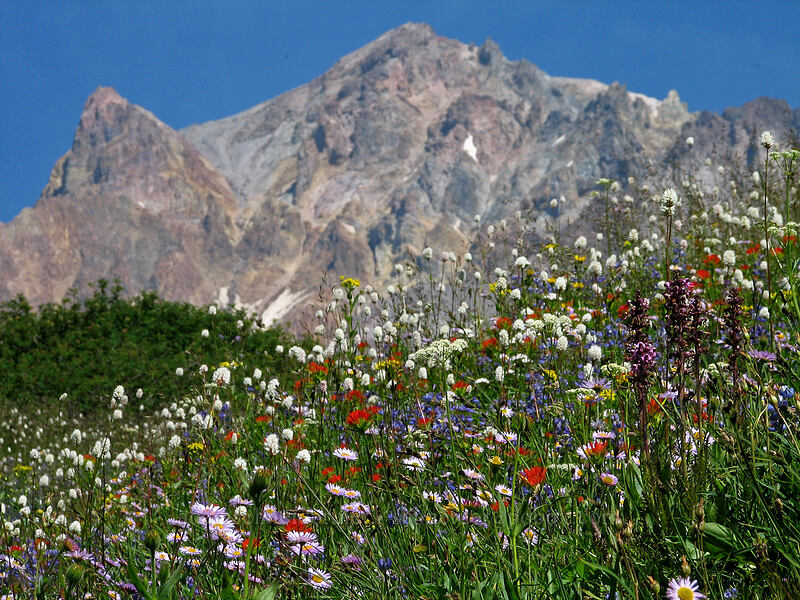 Mount Hood & wildflowers (Erigeron glacialis var. glacialis, Bistorta bistortoides (Polygonum bistortoides), Castilleja suksdorfii, Senecio triangularis, Lupinus latifolius, Pedicularis groenlandica, Ligusticum grayi) [Paradise Park, Mt. Hood Wilderness, Clackamas County, Oregon]