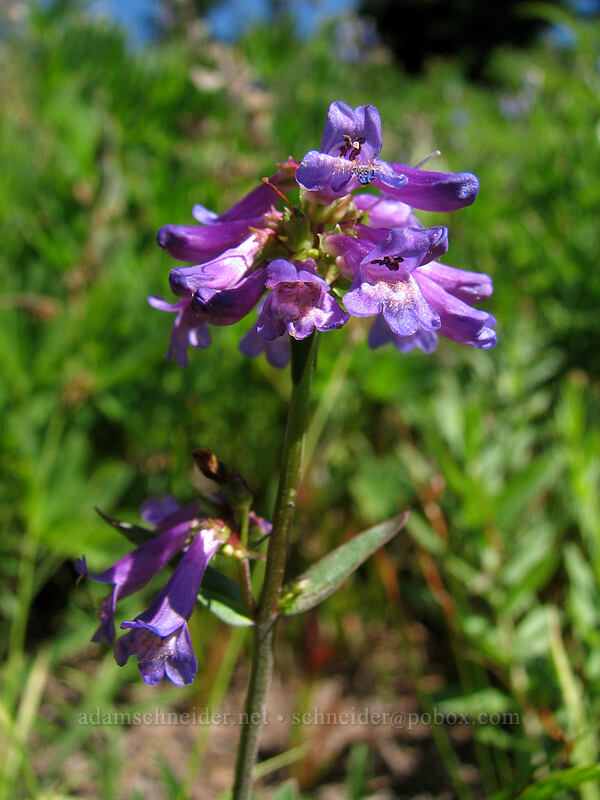 penstemon (Penstemon sp.) [Paradise Park, Mt. Hood Wilderness, Clackamas County, Oregon]