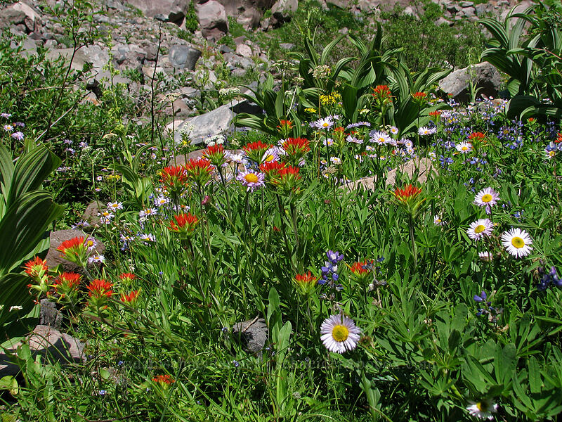 wildflowers (Erigeron glacialis var. glacialis, Castilleja suksdorfii, Veratrum viride var. eschscholtzianum (Veratrum eschscholtzii)) [Pacific Crest Trail, Mt. Hood Wilderness, Clackamas County, Oregon]