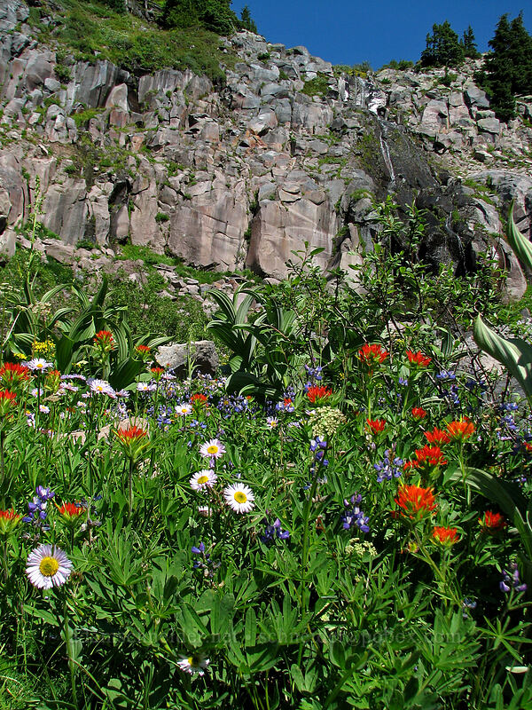 wildflowers (Erigeron glacialis var. glacialis, Castilleja suksdorfii, Veratrum viride var. eschscholtzianum (Veratrum eschscholtzii), Lupinus latifolius) [Pacific Crest Trail, Mt. Hood Wilderness, Clackamas County, Oregon]