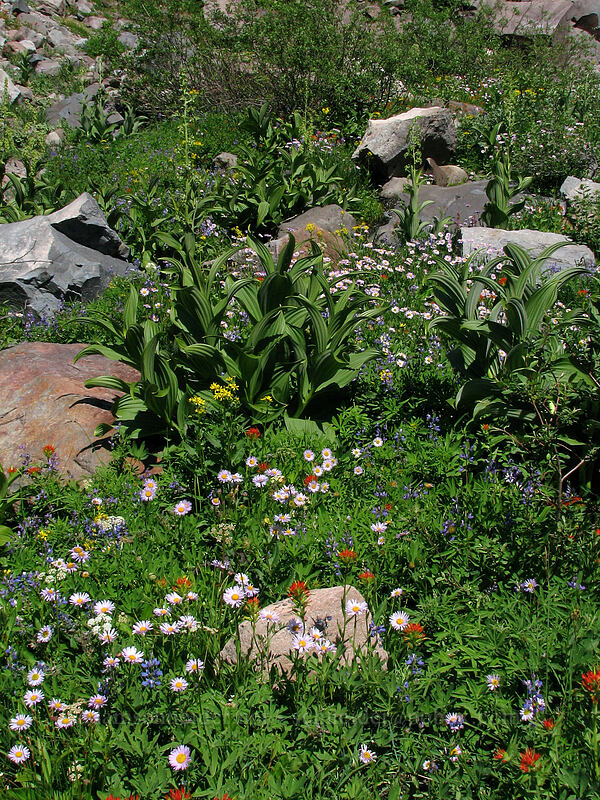 wildflowers (Erigeron glacialis var. glacialis, Castilleja suksdorfii, Lupinus latifolius, Veratrum viride var. eschscholtzianum (Veratrum eschscholtzii), Senecio triangularis) [Pacific Crest Trail, Mt. Hood Wilderness, Clackamas County, Oregon]