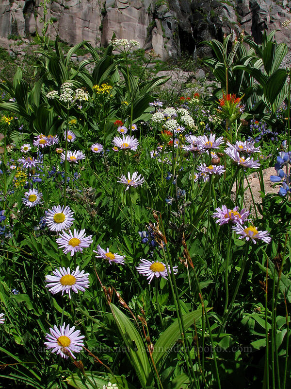 wildflowers (Erigeron glacialis var. glacialis, Castilleja suksdorfii, Veratrum viride var. eschscholtzianum (Veratrum eschscholtzii), Lupinus latifolius) [Pacific Crest Trail, Mt. Hood Wilderness, Clackamas County, Oregon]