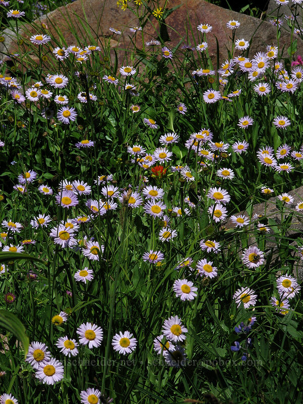 subalpine fleabane (Erigeron glacialis var. glacialis) [Pacific Crest Trail, Mt. Hood Wilderness, Clackamas County, Oregon]