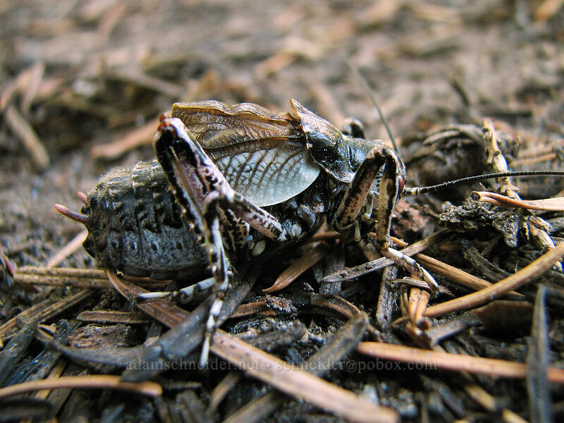 great grig (Cyphoderris monstrosa) [Pacific Crest Trail, Mt. Hood Wilderness, Clackamas County, Oregon]